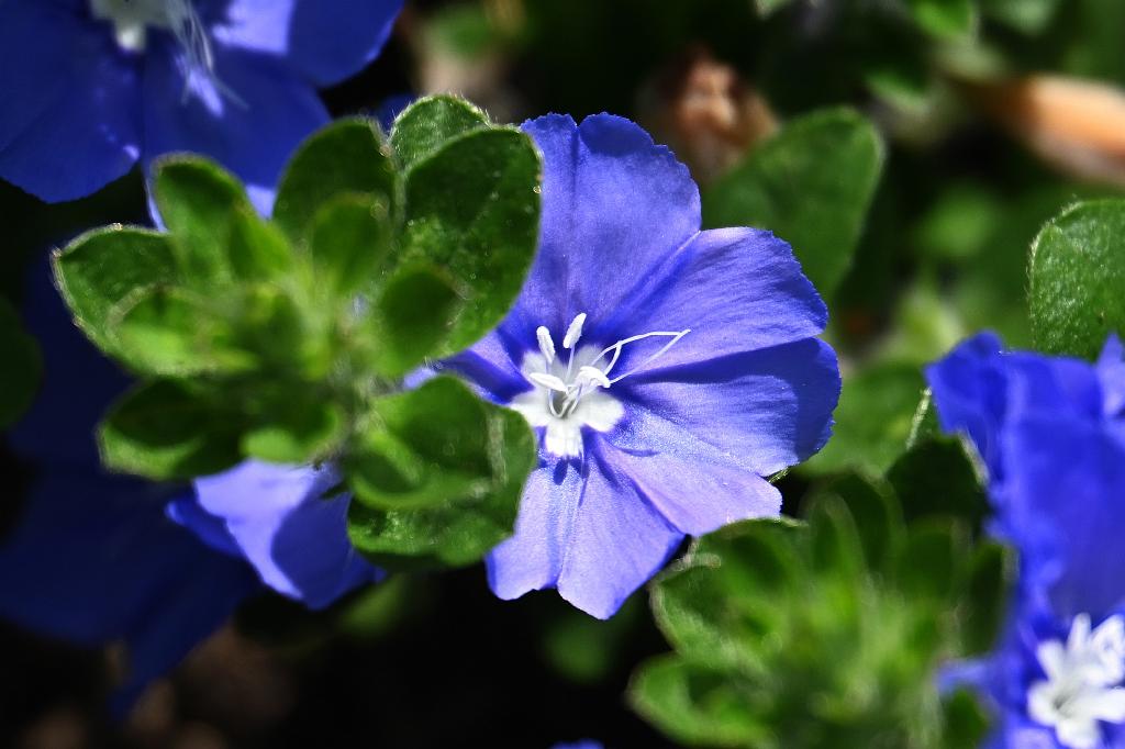 2025-08150115 Tower Hill Botanic Garden, MA.JPG - Dwarf Morning Glory (Evolvuluv glomeratus). New England Botanic Garden at Tower Hill, MA, 8-15-2025